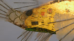 Klimt