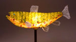 Spotted Trout