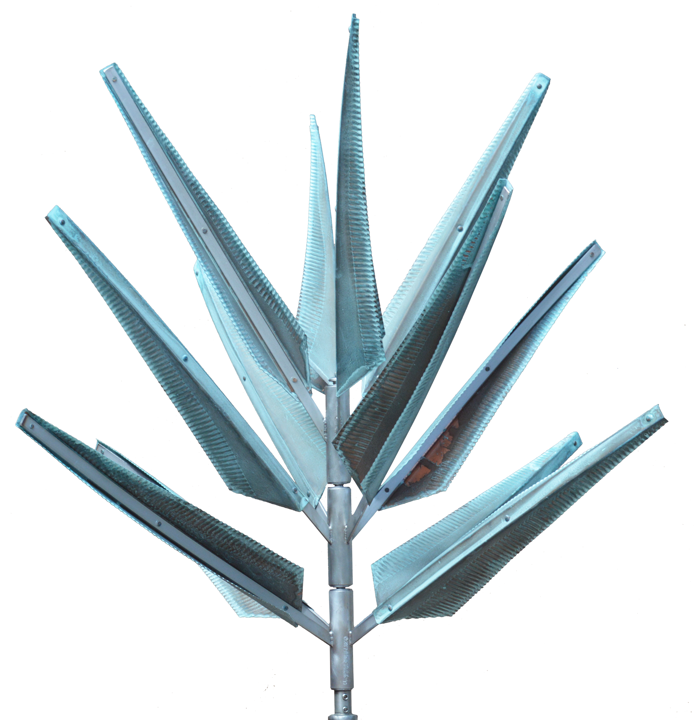 Yucca