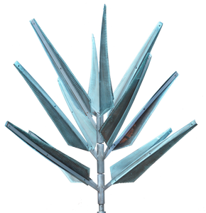 Yucca
